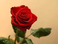Contestants will never look at a rose the same way again, as the bachelor doles out roses each week to show his affection. COURTESY OF FLICKR